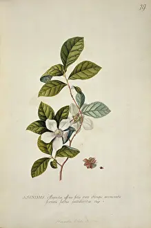 Thea: Stewartia malacodendron L. silky camellia