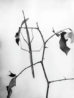 Bacillus: STICK INSECT