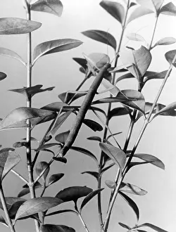 Privet: STICK INSECT