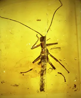 Palaeogene: Stick insect in amber