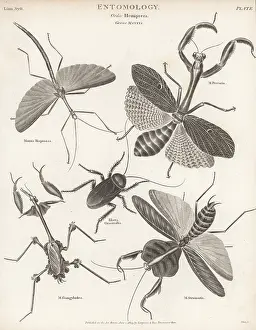 Thomas Milton: Stick insect, praying mantis, cockroach, violin mantis, etc