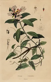 Fries: Stick insect and Victorian Christmas bush