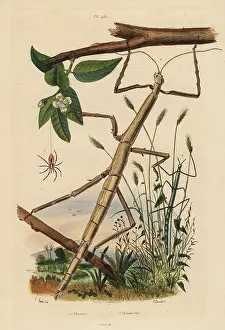 Aureolus: Stick insects or phasmids and wandering crab spider