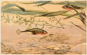 Swims: A STICKLEBACK/1869