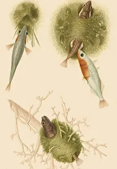 Assortment: Stickleback (Epinoche)