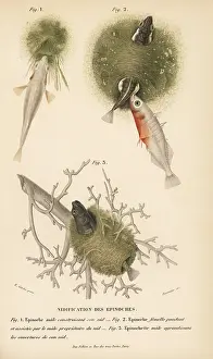 Stickleback: Sticklebacks and their nests