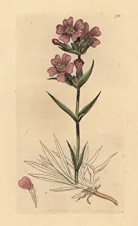 Sticky: Sticky catchfly, Silene viscaria