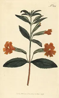 Kings Road: Sticky monkey-flower, Diplacus aurantiacus