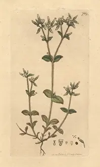 Sticky: Sticky mouse-ear chickweed, Cerastium glomeratum