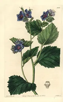 Sticky: Sticky phacelia, Phacelia viscida