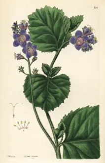 Tacky: Sticky phacelia, Phacelia viscida