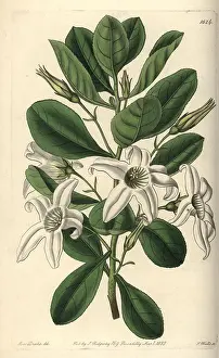 Clammy: Sticky tailflower or clammy anthocercis, Anthocercis