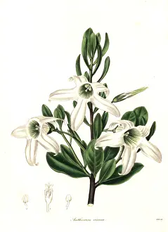 Sticky: Sticky tailflower or glutinous anthocercis