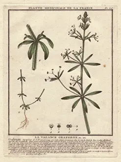 Galium: Stickyweed, Galium aparine