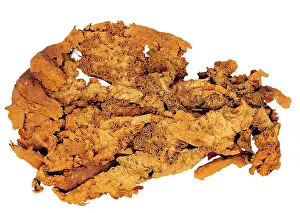 Ascomycete: Sticta sp. lichen