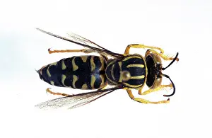 Sediment: Stictia signata, sand wasp
