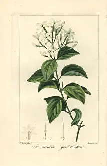 Stiff: Stiff jasmine, Jasminum simplicifolium subsp Australiense