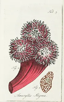 Poss: Stigma of an amaryllis