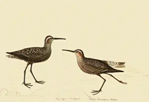 Sketched: Stilt Sandpiper