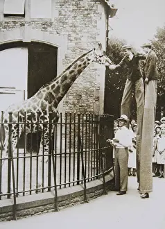 Stilt: Stilt walkers feed a giraffe