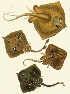 Raja: Sting Rays