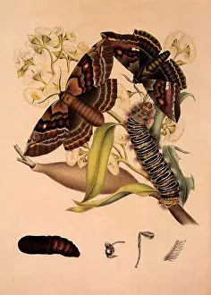 Roughly: Stinging Map-Moth
