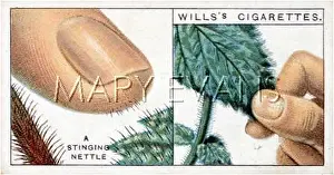 Nettle: STINGING NETTLE 1926