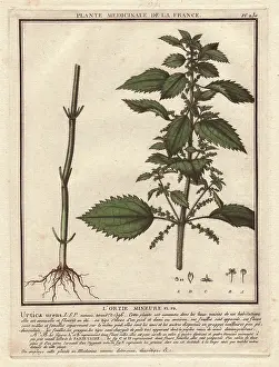 Nettle: Stinging nettle, Urtica arvens