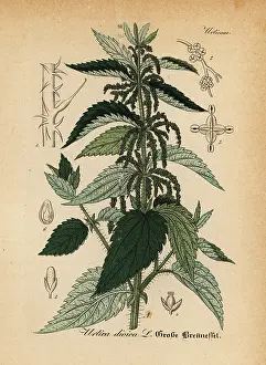 Nettle: Stinging nettle, Urtica dioica