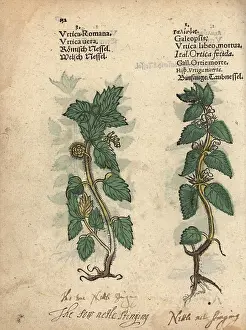 Nettle: Stinging nettle, Urtica dioica, and hemp nettle
