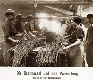 Fibre: Stinging nettles used as raw material during WW1