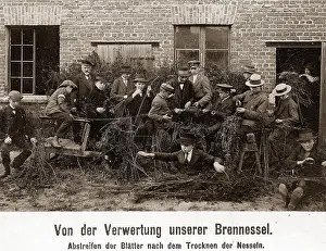 Dried: Stinging nettles used as raw material during WW1