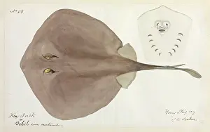 Elasmobranch: Stingray illustration