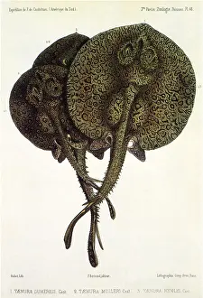 Intertwine: Stingrays
