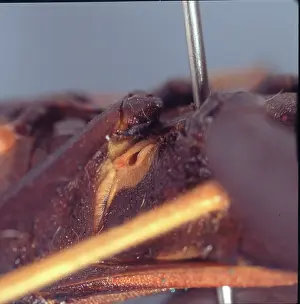 Stink: Stink bug gland