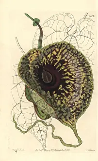 Stinking: Stinking birthwort, Aristolochia arborescens