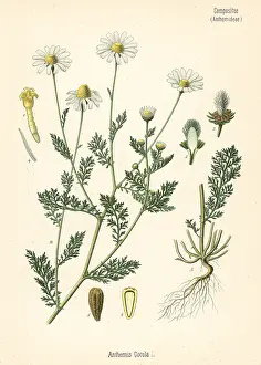 Chamomile: Stinking chamomile, Anthemis cotula