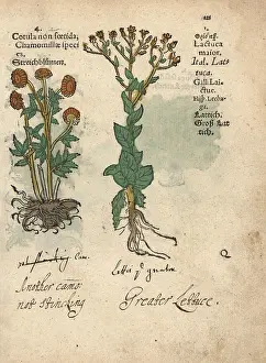 Lonicer: Stinking chamomile, Anthemis cotula, and wild