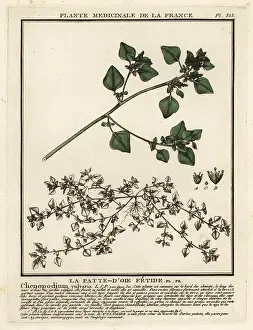 18th Century: Stinking goosefoot, Chenopodium vulvaria