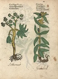 Groundsel: Stinking hellebore, Helleborus foetidus, and