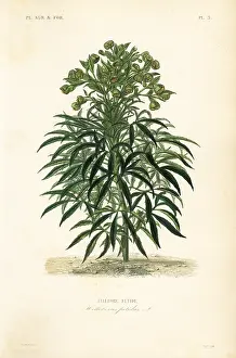 Maubert: Stinking hellebore, Helleborus foetidus