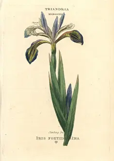 Stinking: Stinking iris, Iris foetidissima