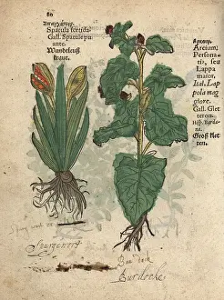 Burdock: Stinking iris, Iris foetidissima, and greater