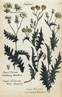 Stinking: Stinking maithen, wall maithen, and laciniated maithen