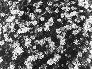 Delightfully: STINKING MAYWEED
