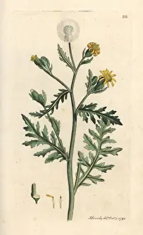 Sticky: Stinking or sticky groundsel, Senecio viscosus