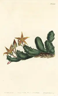 Stapelia: Stisseria geminata