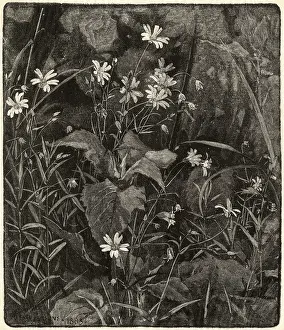 Octave: Stitchwort by Alfred Parsons