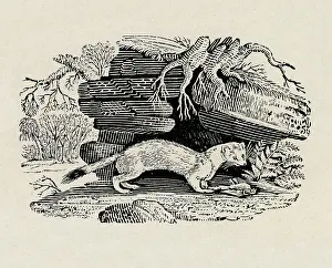 Stoat: Stoat with dead bird, by Thomas Bewick