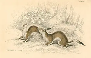 Weasel: Stoat (Mustela erminea), member of the Weasel